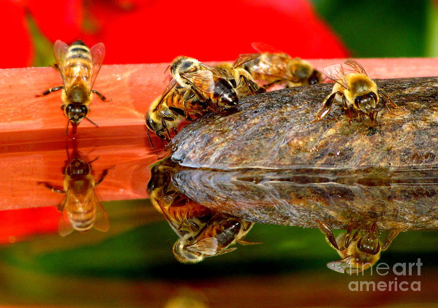 Water for Honey Bees 2 Photograph by Deborah Johnson
