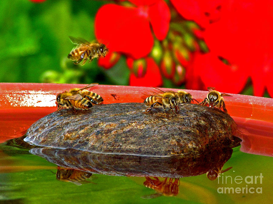 Water for Honey Bees 3 Photograph by Deborah Johnson