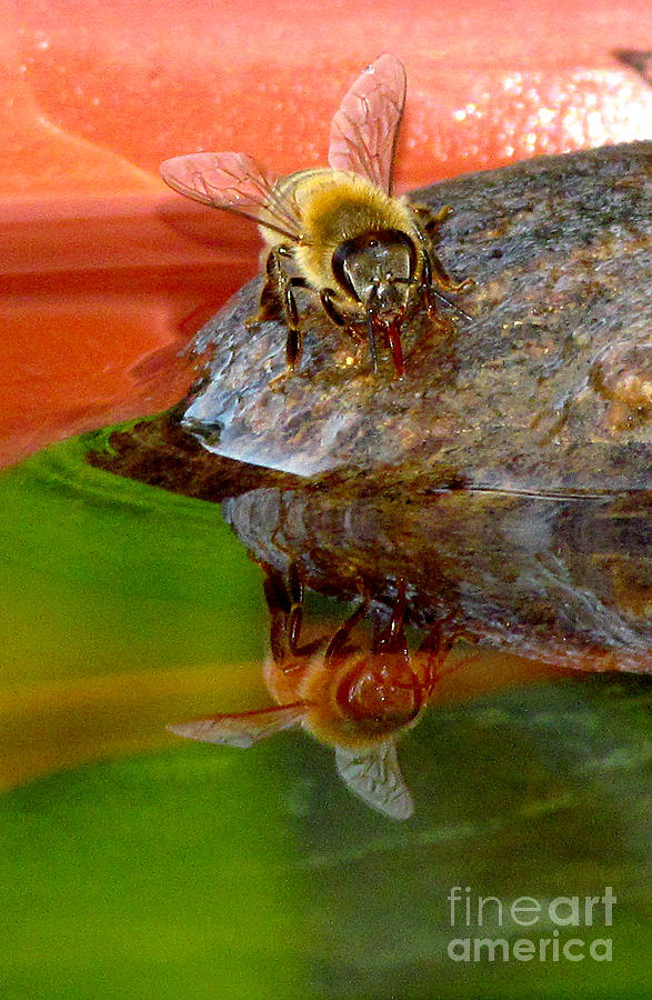 Water for Honey Bees 4 Photograph by Deborah Johnson