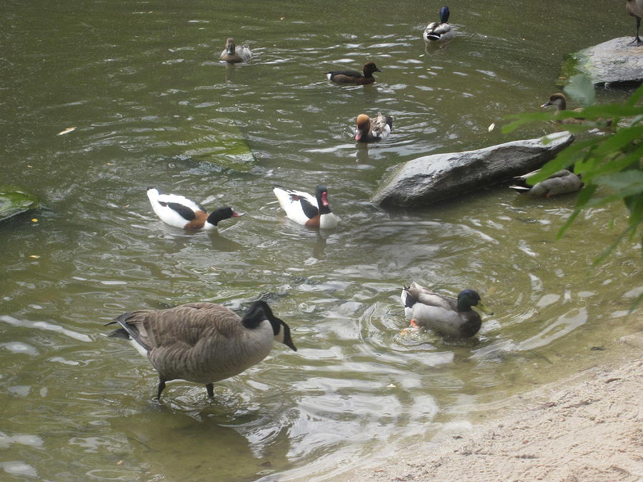 Water Fowl Photograph by Peter LaPlaca - Fine Art America