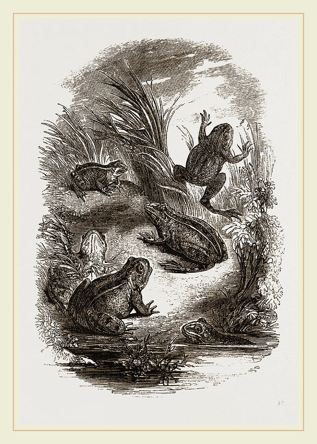 Water-frogs Drawing by Litz Collection - Fine Art America