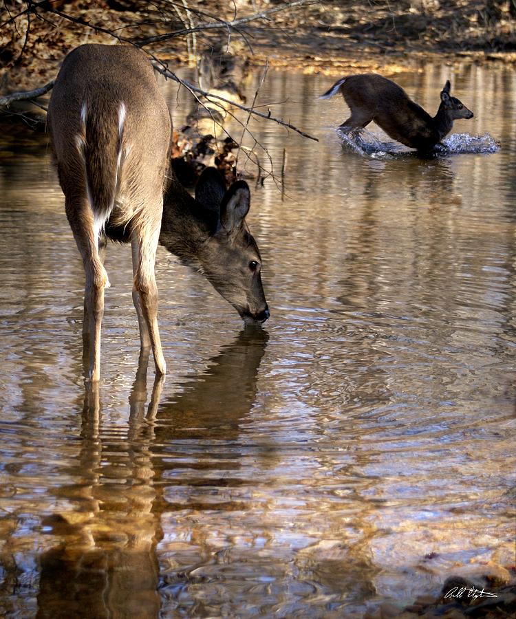 Deer Photograph - Water Fun by Bill Stephens