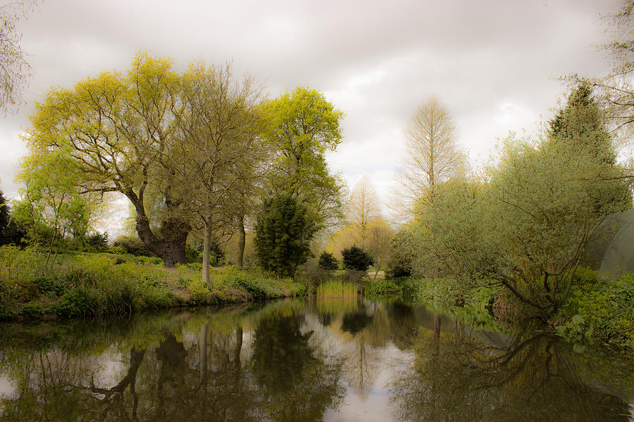 Tree Photograph - Water Garden Beth Chatto Essex by Martin Newman