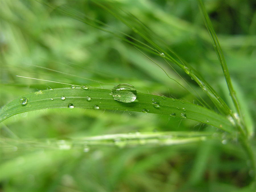 Water Grass C by Mary Chappell