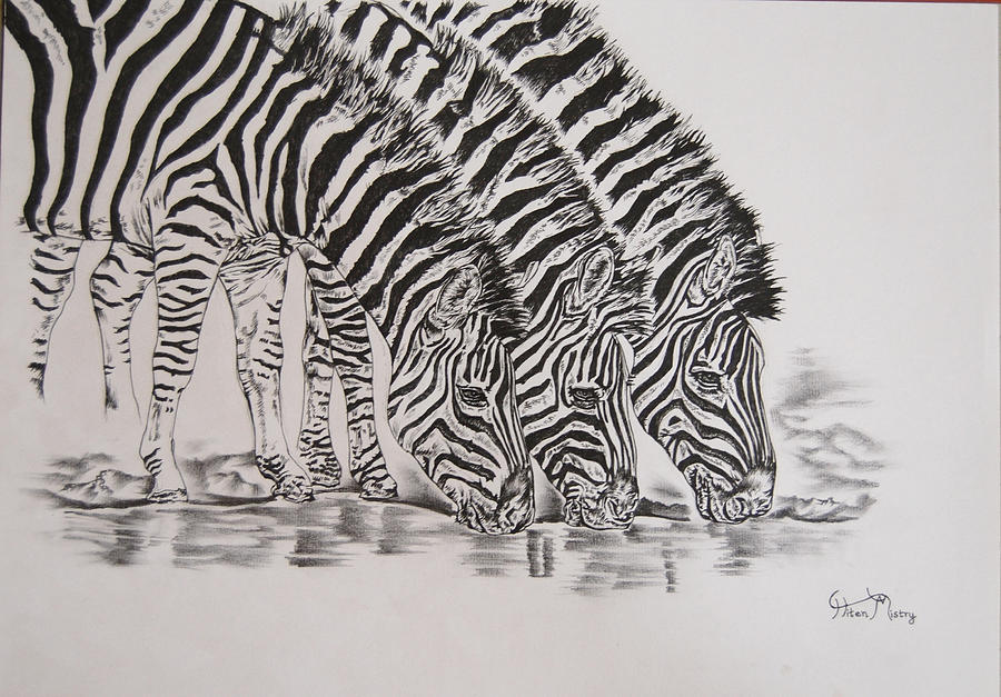 Water Hole Drawing by Hiten Mistry Fine Art America