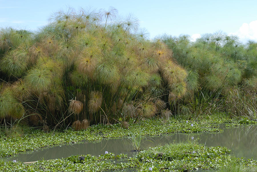 Water Hyacinth And Papyrus Sedge Photograph by Peter Groenendyk