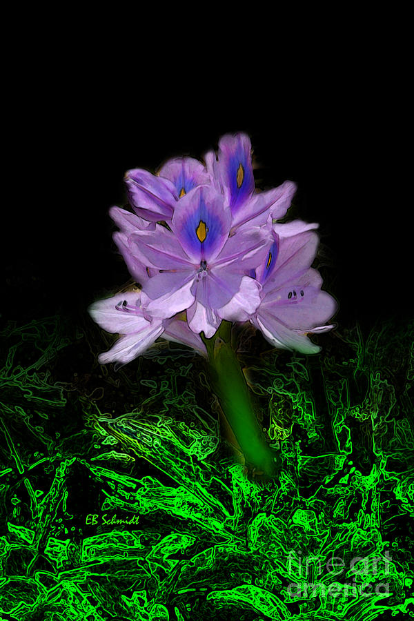 Water Hyacinth Digital Art by E B Schmidt
