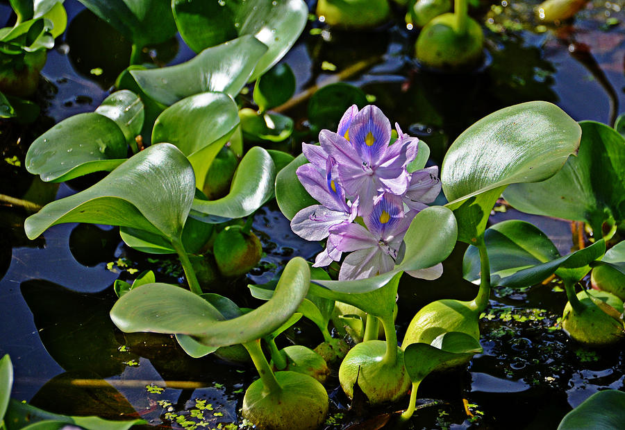 Water Hyacinth Photograph by Linda Brown