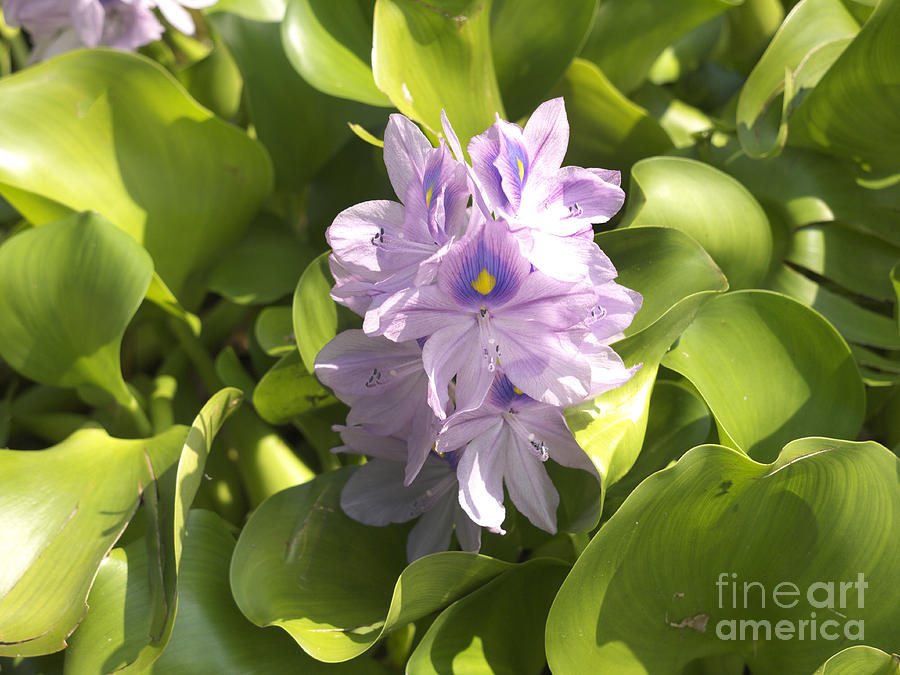 Water Hyacinth on Lake Maggiore Photograph by Brenda Kean