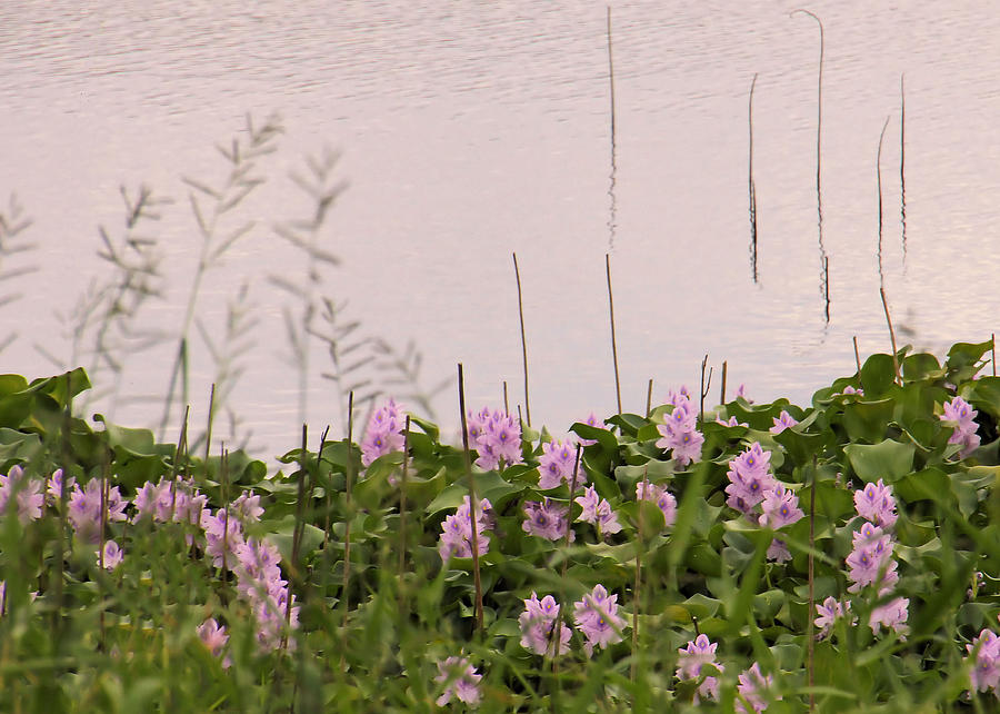 Water Hyacinth Photograph by Rosalie Scanlon