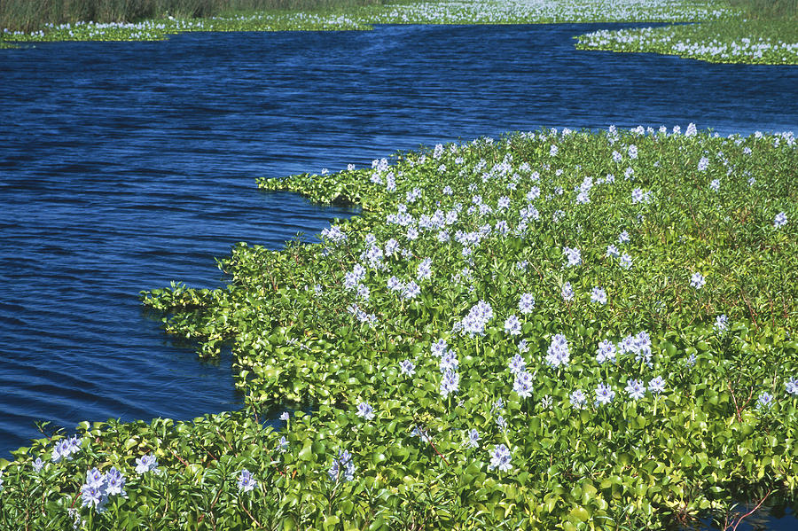 Water Hyacinths Photograph by Richard Hansen