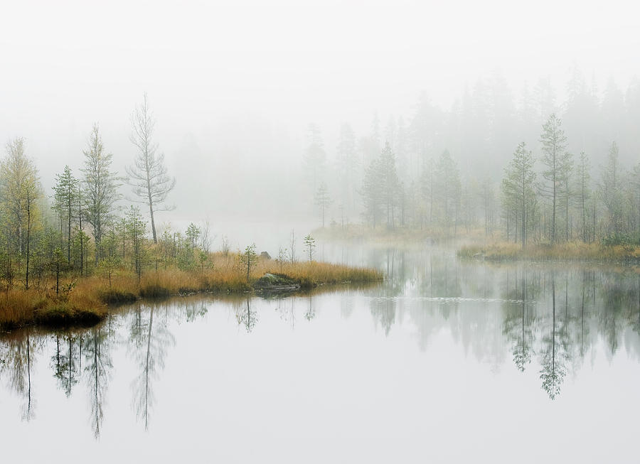 Water In Forest Photograph by Roine Magnusson