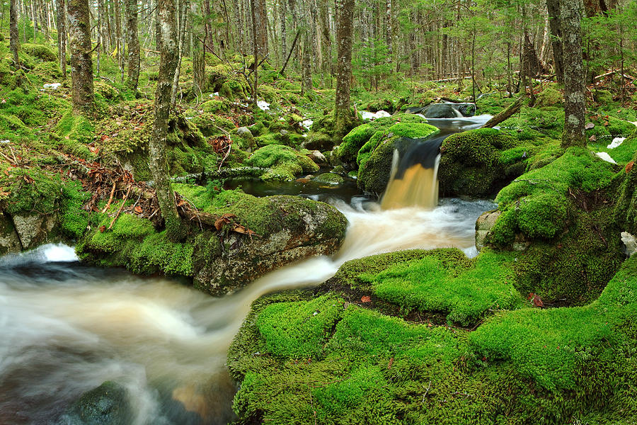 Water In The Woods Photograph by Trevor Awalt - Fine Art America