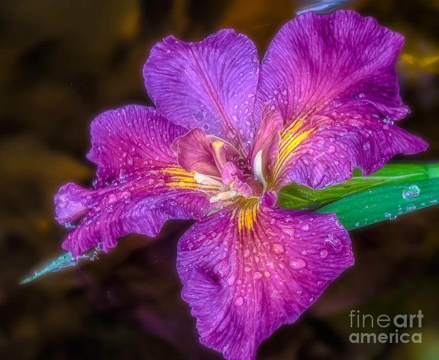 Water Iris 2 Photograph by Jon Munson II