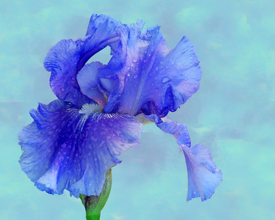 Iris on Aqua Photograph by Nikolyn McDonald