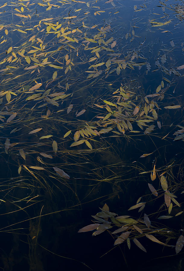 Water leaves Photograph by Gary Eason