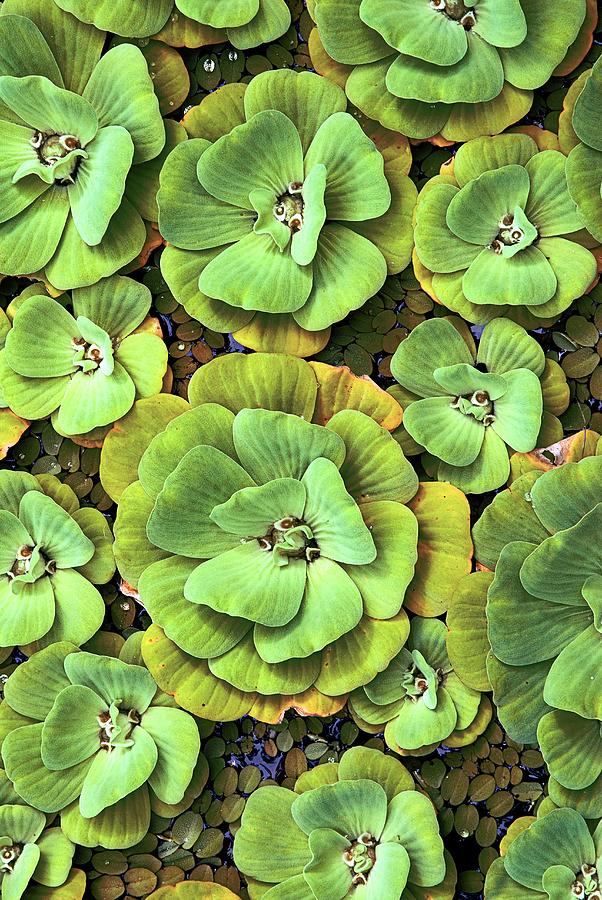 Water Lettuce Photograph by John Greim/science Photo Library