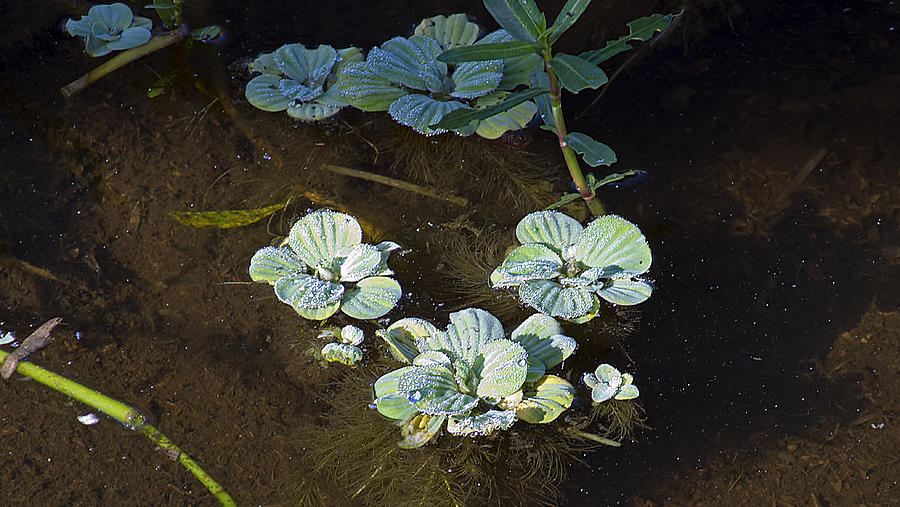 Water Lettuce Photograph by Kenneth Albin