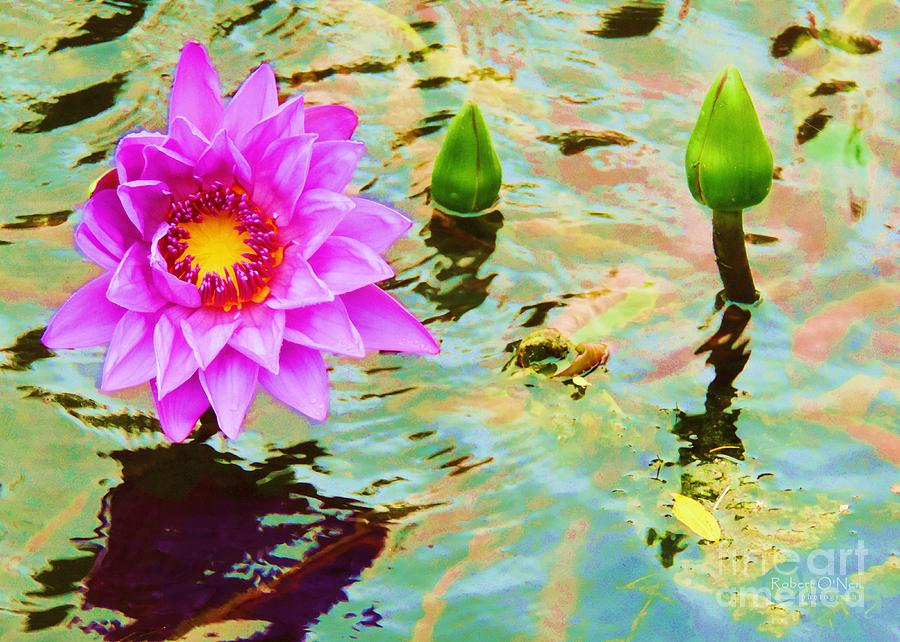 Water Lilies 002 Photograph by Robert ONeil