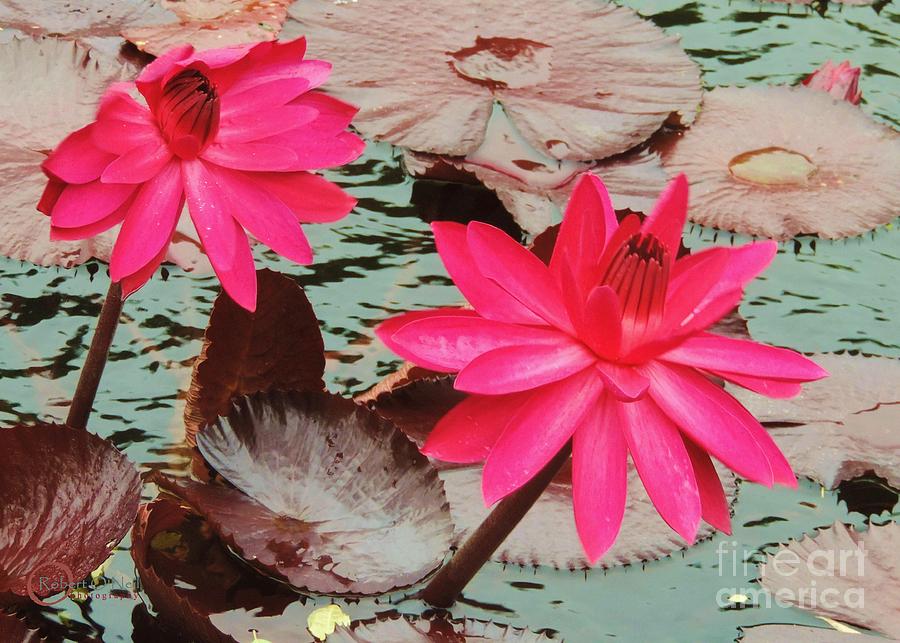 Water Lilies 006 Photograph by Robert ONeil