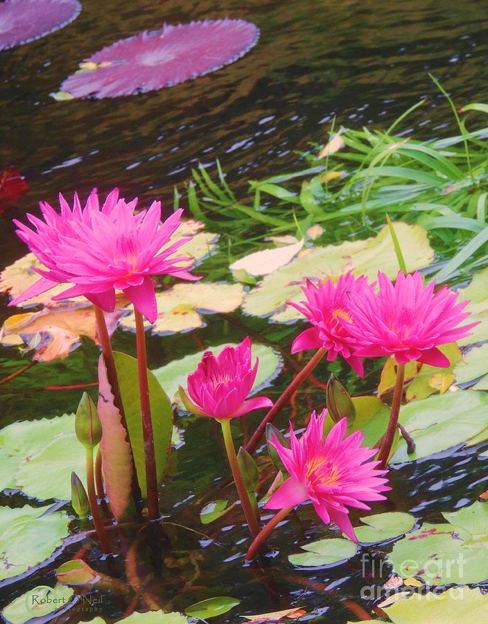 Water Lilies 009 Photograph by Robert ONeil