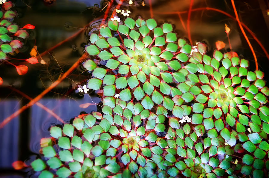 Water Photograph - Water Lilies 2 by Dawn Eshelman