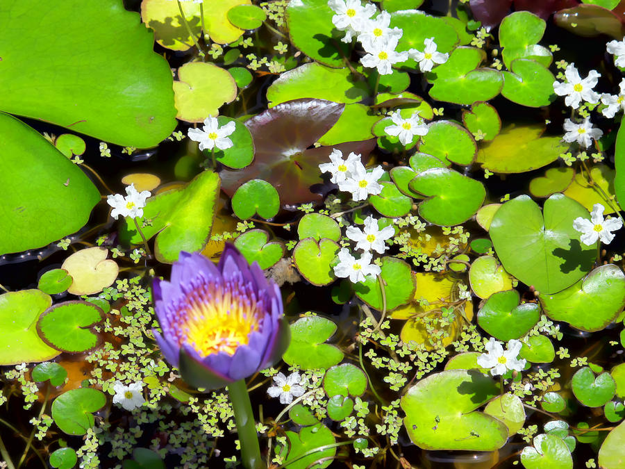 Flower Photograph - Water Lilies 24 by Dawn Eshelman