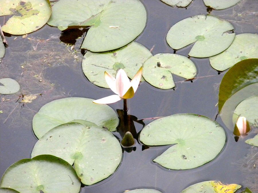 Water Lilies 3 Photograph by Teresa Tilley