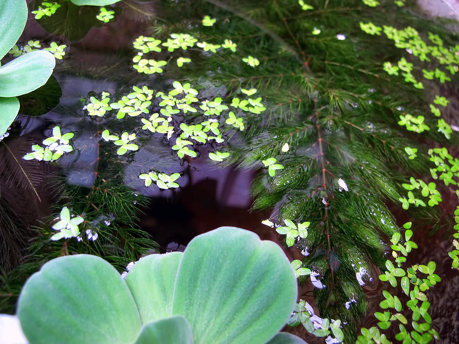 Plants Photograph - Water Lilies 30 by Dawn Eshelman