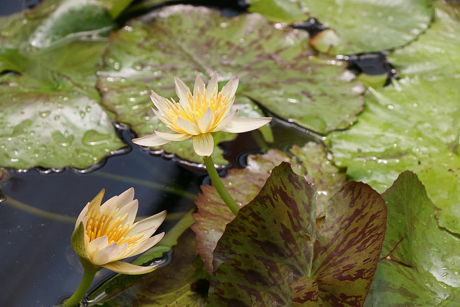 Water Lilies 6 Photograph by Allen Beatty
