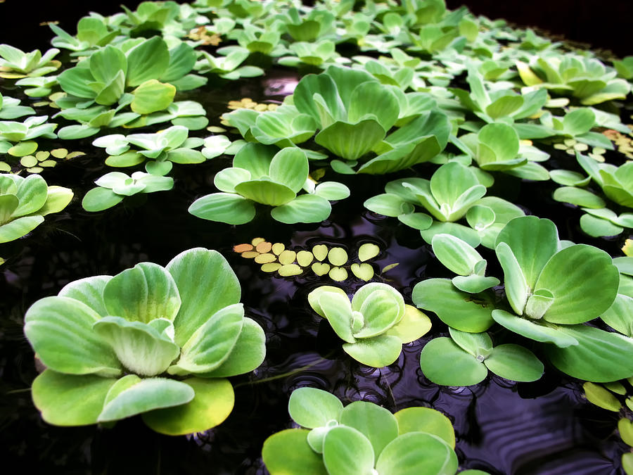 Water Photograph - Water Lilies 8 by Dawn Eshelman