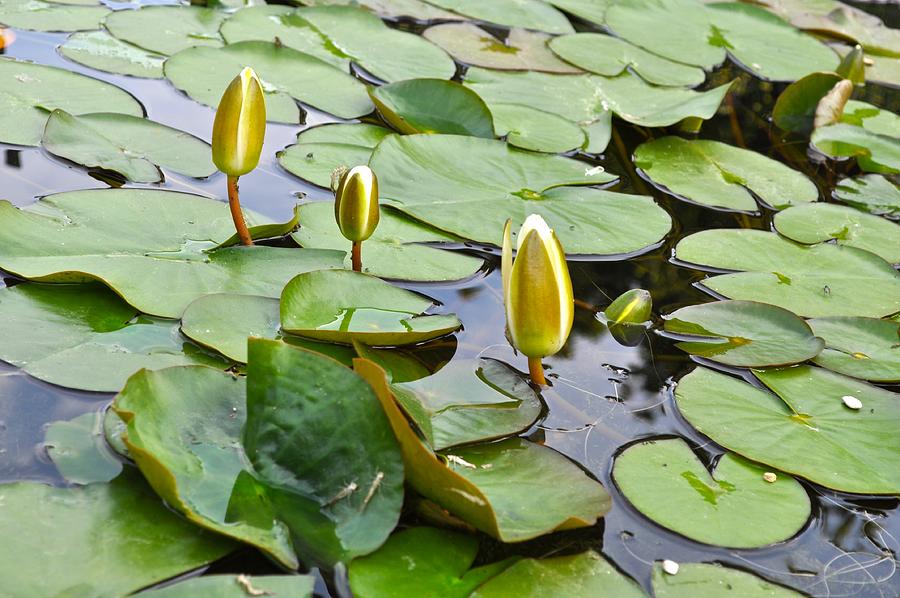 Water Lilies Aligned Photograph by Csilla Florida
