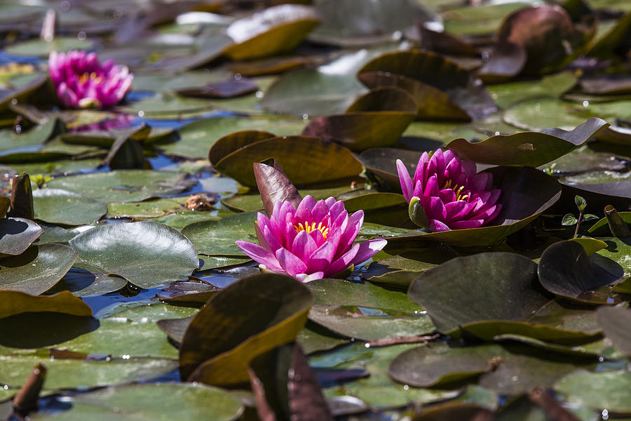 Water Lilies Photograph by Amber Kresge