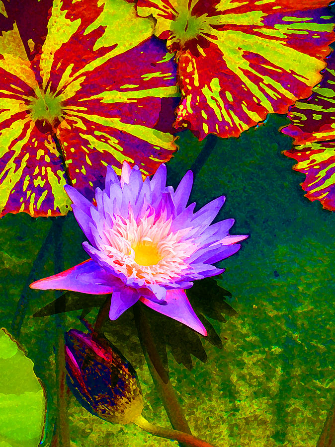 Water Lilies Painting by Amy Vangsgard
