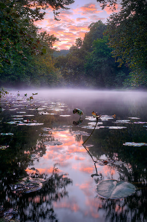 Water Lilies and Mist Photograph by Robert Charity