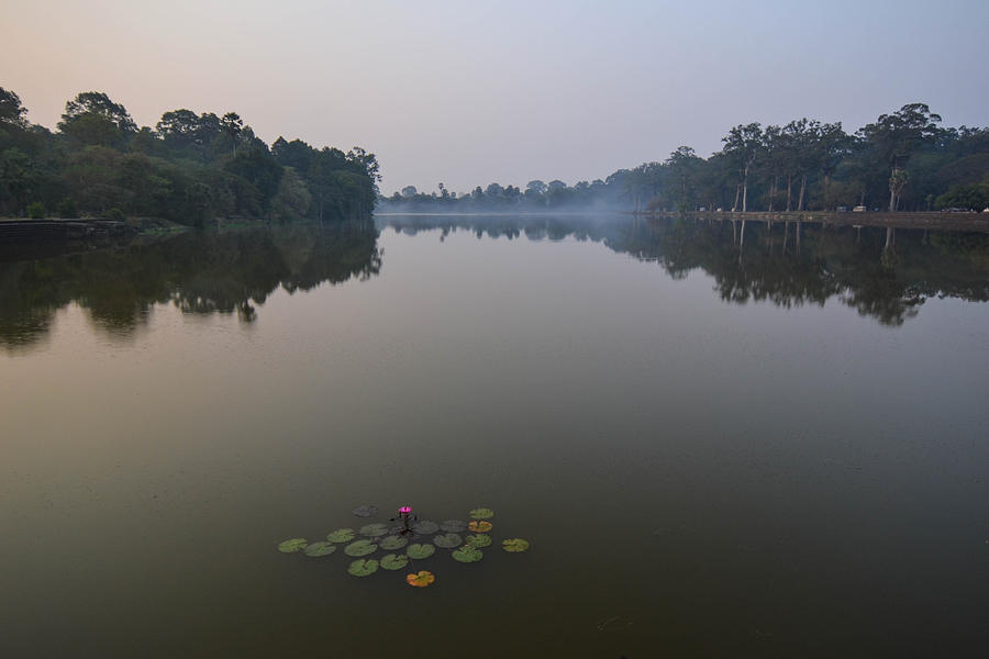 Water Lilies at Dawn Photograph by Bill Mock