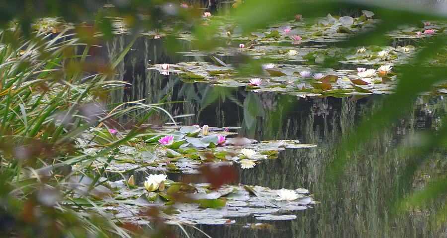Water Lilies at Monets Home in Giverny Photograph by Carla Parris