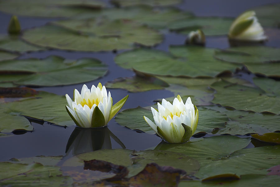 Water Lilies Photograph by Bill Chambers