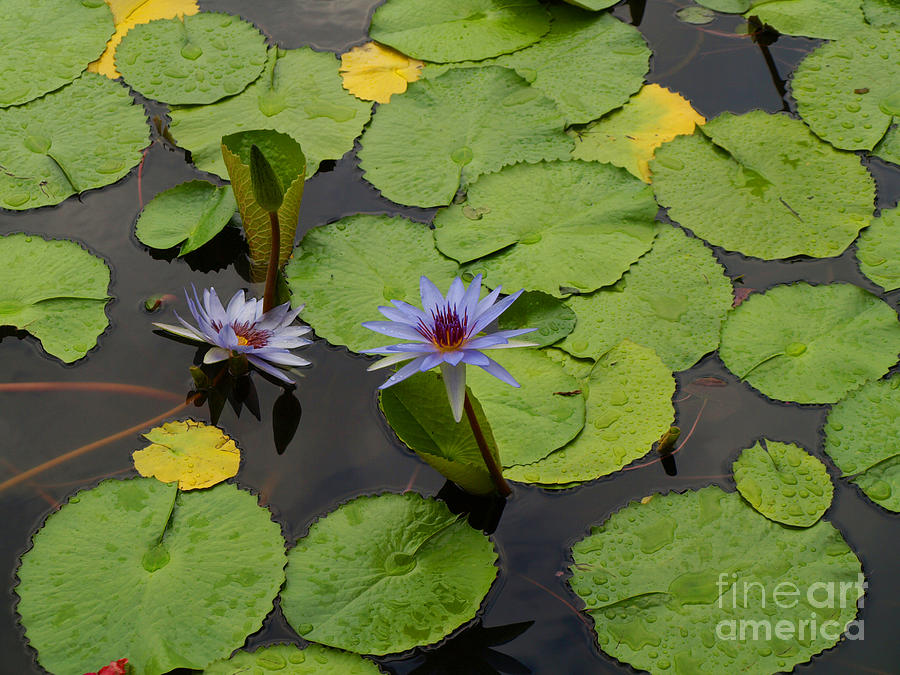 Water Lilies Photograph - Water Lilies by Carolyn Burns Bass