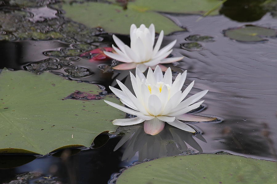 Spring Photograph - Water Lilies by Cathy Lindsey