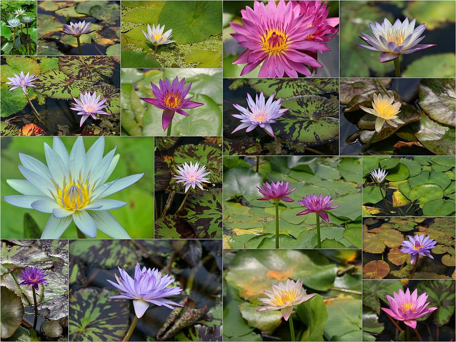 Water Lilies Collage 2 Photograph by Allen Beatty
