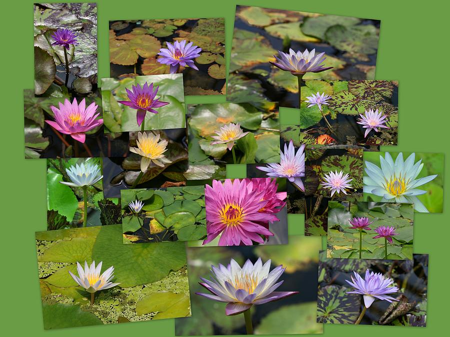 Water Lilies Collage 3 Photograph by Allen Beatty