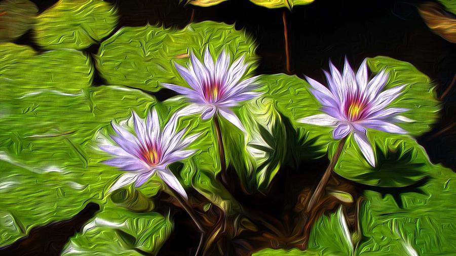Flower Digital Art - Water Lilies by Darlene Freas