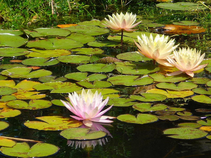 Water Lilies Photograph by Dave Hall