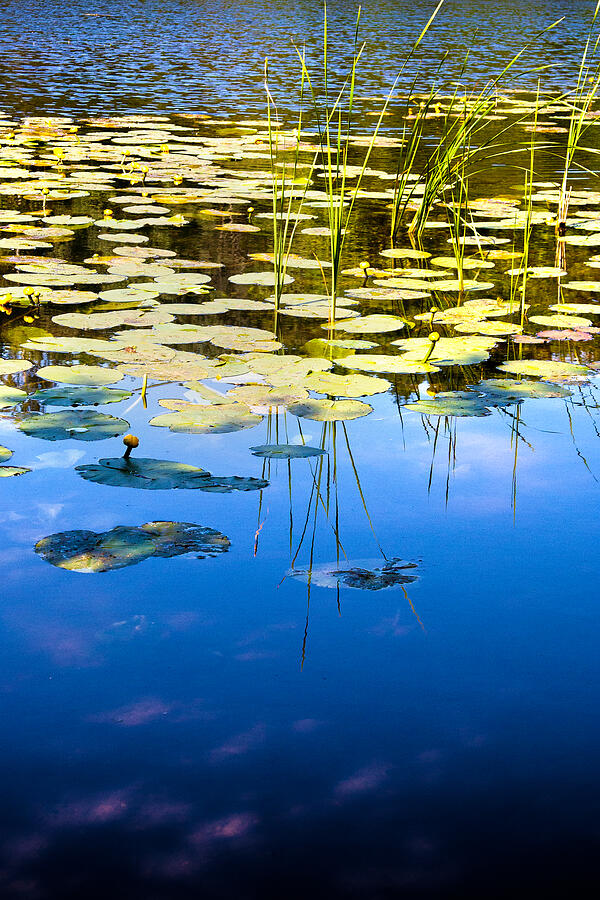 Water Photograph - Water Lilies by David Davies