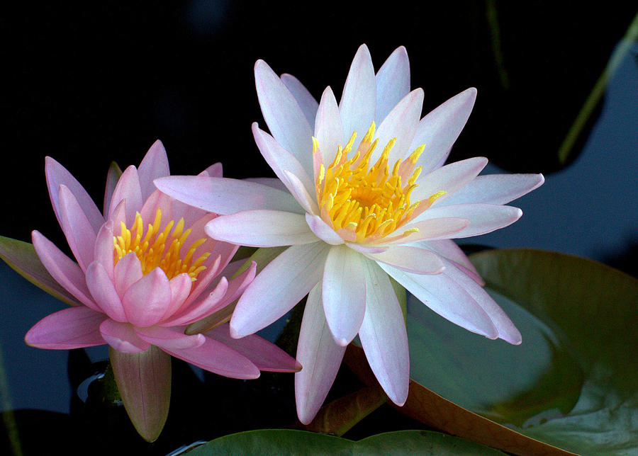 Water Lilies Photograph by Farol Tomson