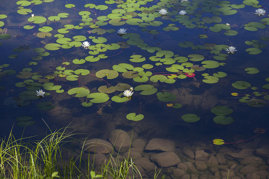 Water Lilies Photograph by Fran Riley