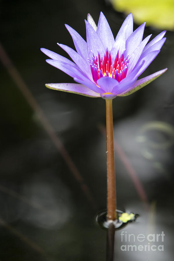 Flower Photograph - Water Lilies II by Eyzen M Kim