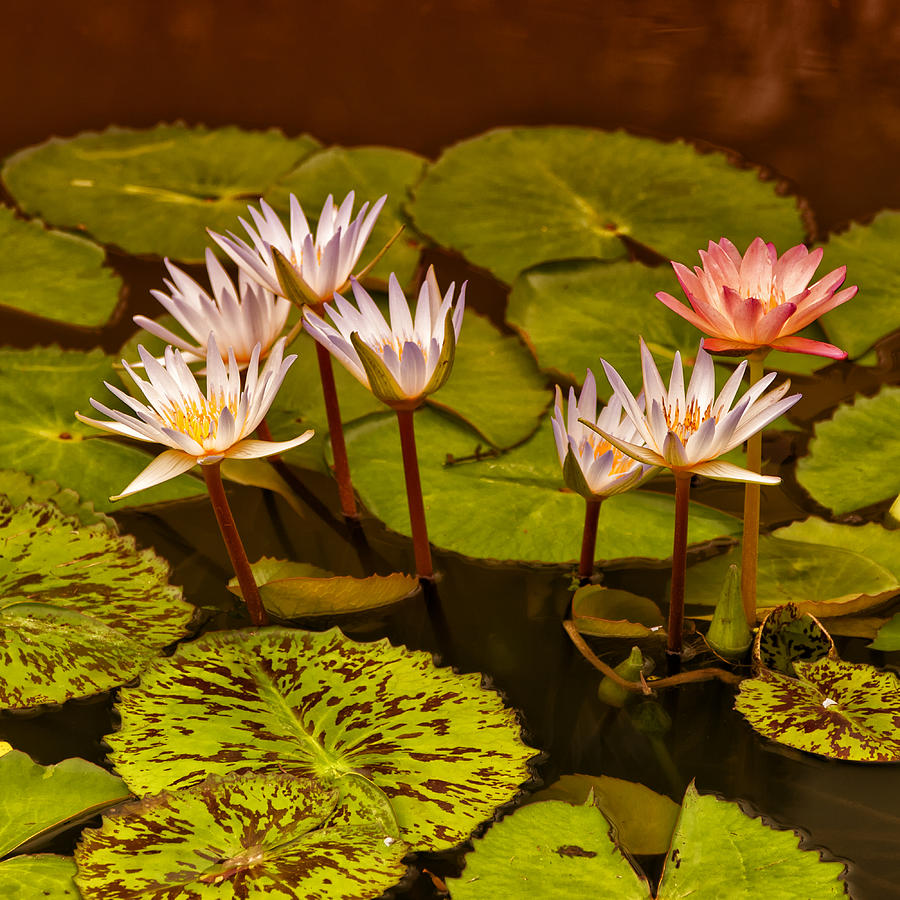 Flower Photograph - Water Lilies IMG_6388 by Greg Kluempers