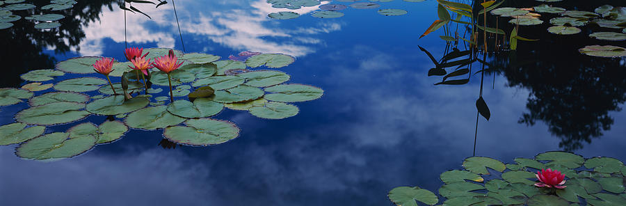 Denver Photograph - Water Lilies In A Pond, Denver Botanic by Panoramic Images